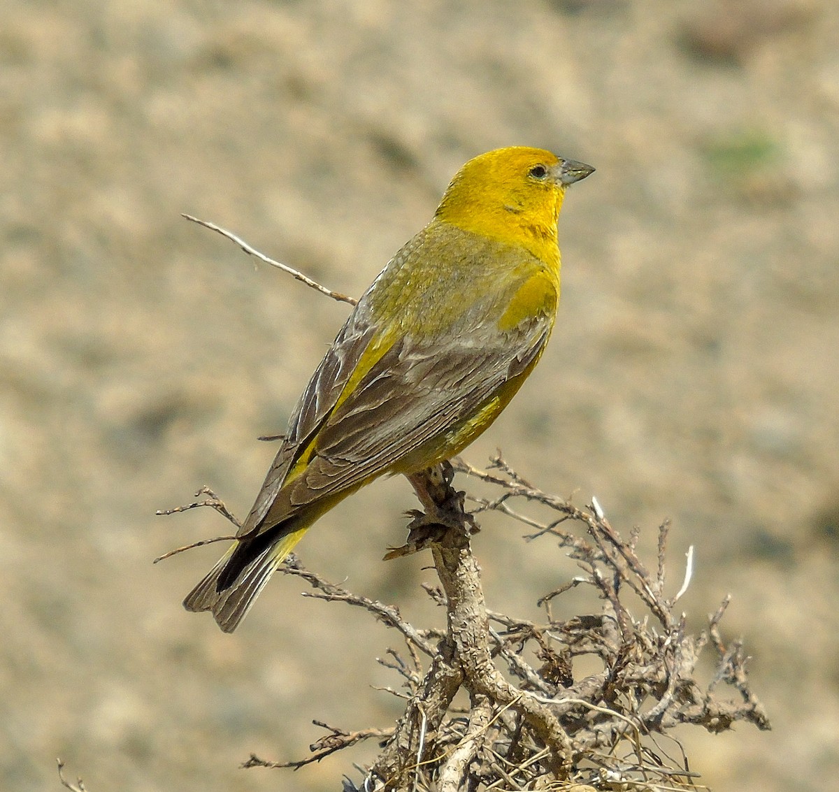 Greater Yellow-Finch - ML613190782