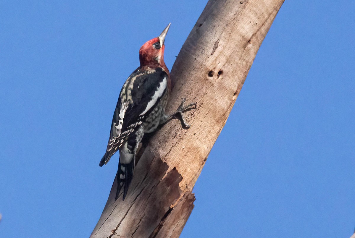 ebird-checklist-5-jan-2024-ulistac-natural-area-29-species