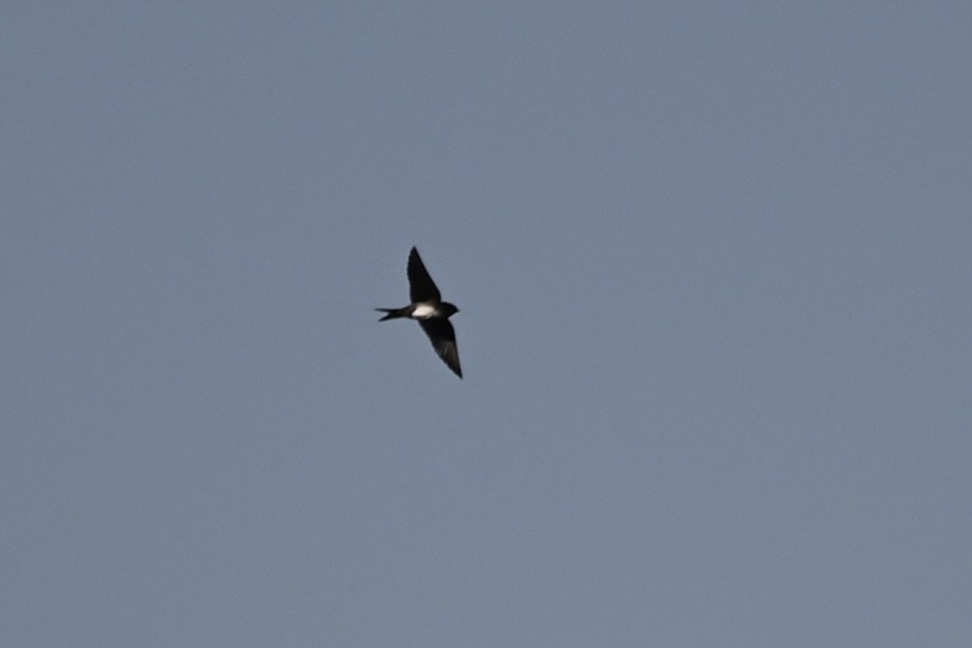 Black-capped Swallow - ML613190893