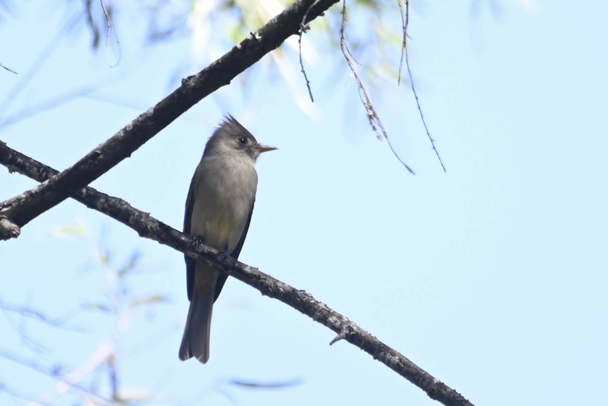 Greater Pewee - ML613191160