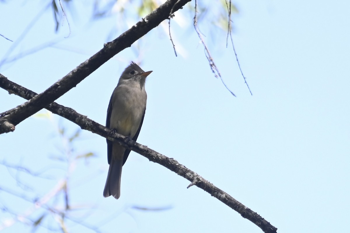 Greater Pewee - ML613191161