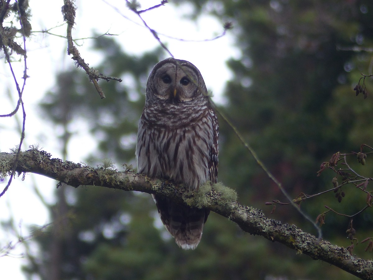 Barred Owl - ML613191164