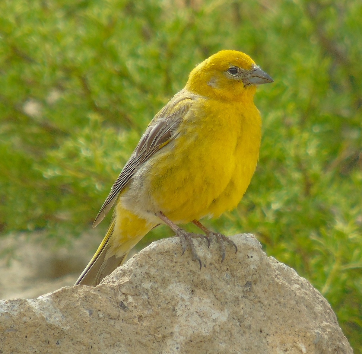 Greater Yellow-Finch - Nicolás Zañartu Bonnefont