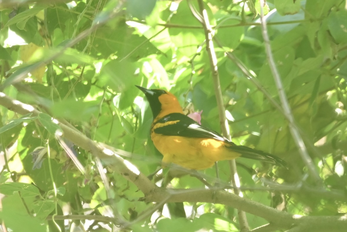 Spot-breasted Oriole - ML613191224
