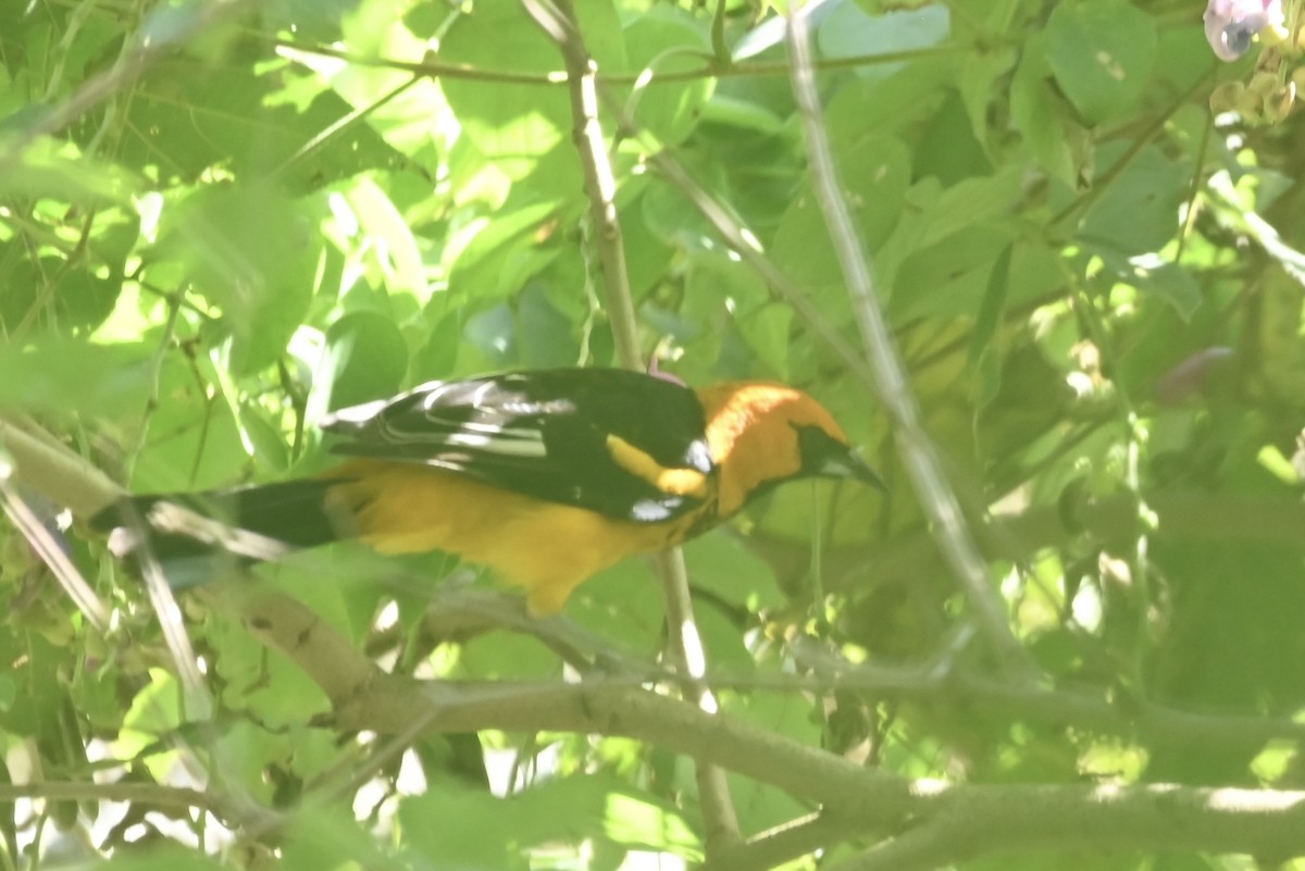 Spot-breasted Oriole - ML613191225