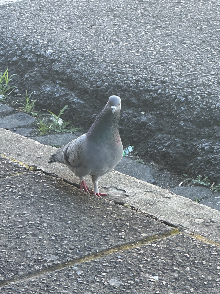 Rock Pigeon (Feral Pigeon) - ML613191527
