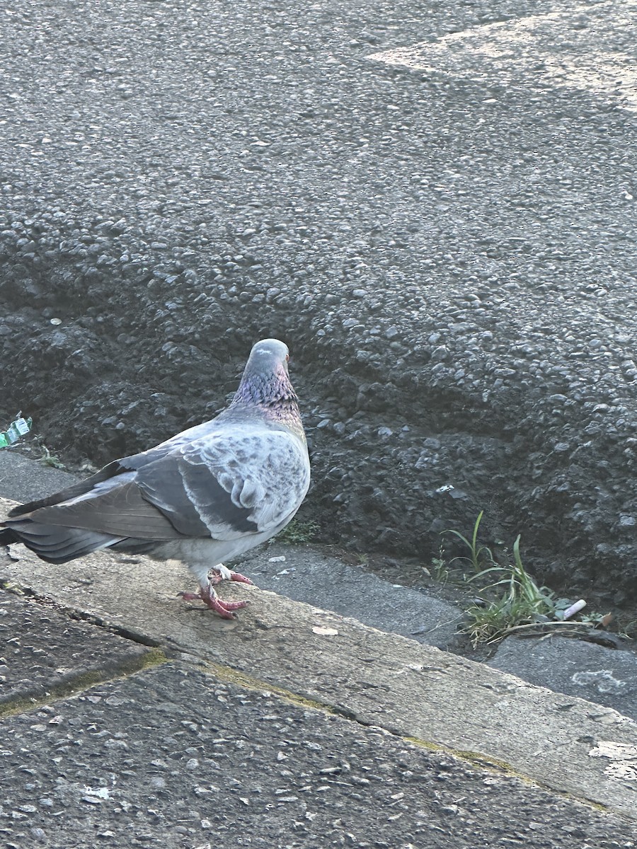 Сизый голубь (Одомашненного типа) - ML613191528