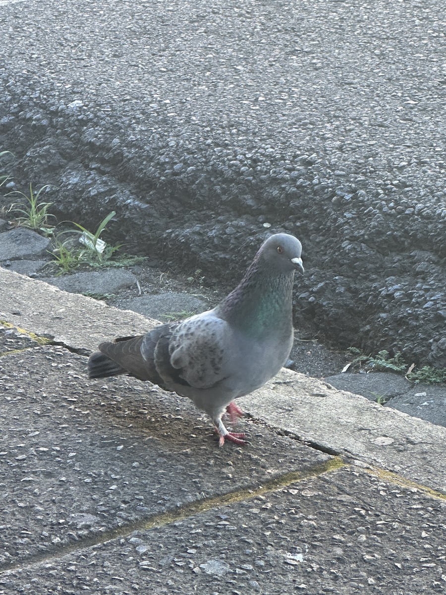 Rock Pigeon (Feral Pigeon) - ML613191529