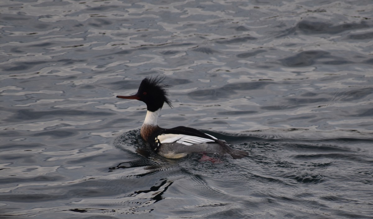 EBird Checklist 6 Jan 2024 Sandwich Marina 19 Species   1200