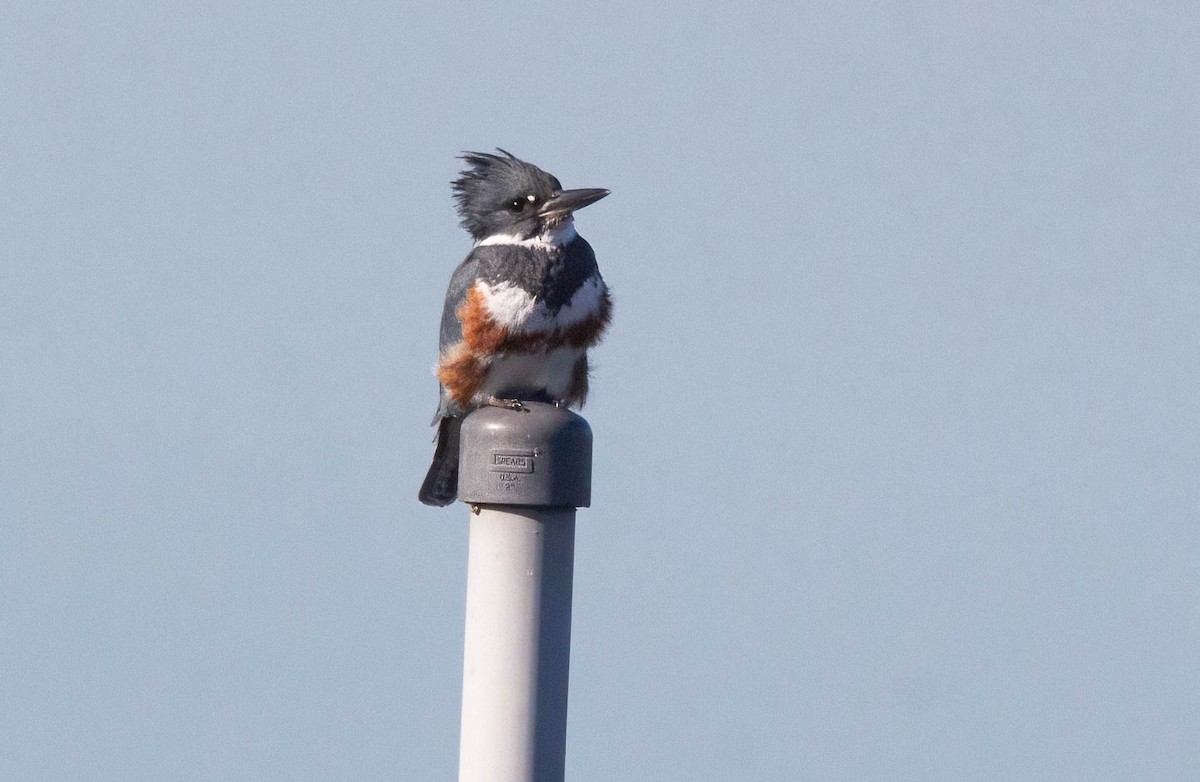 Belted Kingfisher - ML613191729