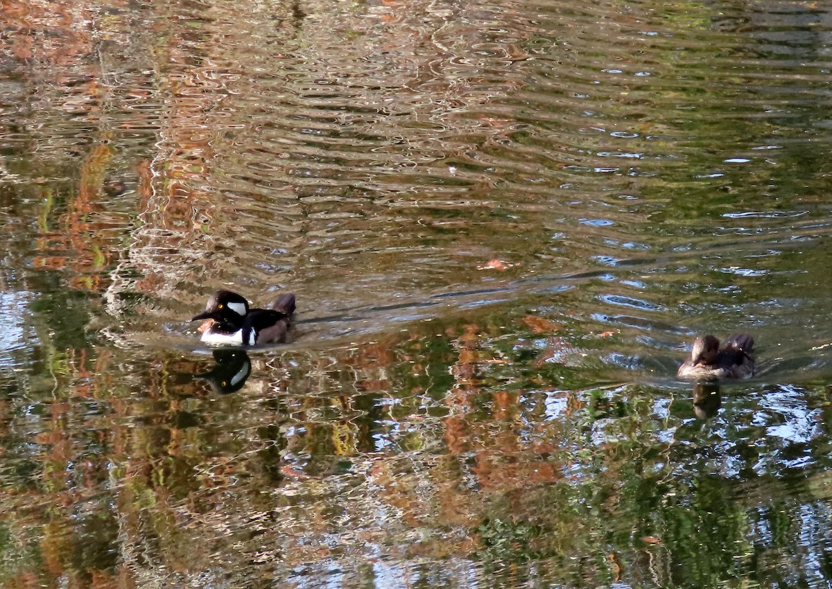 eBird Checklist 5 Jan 2024 Pine Ridge Crossings, Naples USFL (26.