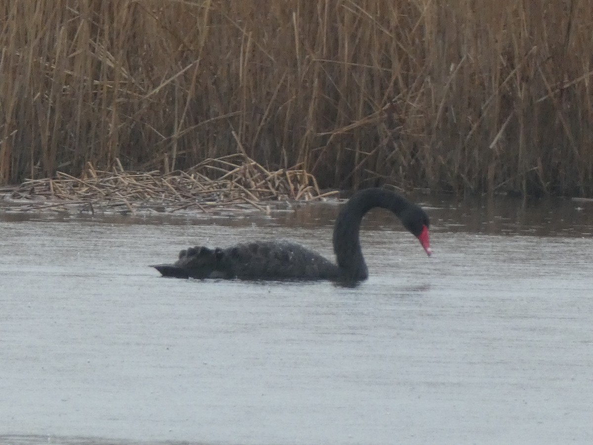 EBird Checklist 6 Jan 2024 Crow S Nest Research Center Access By   1200