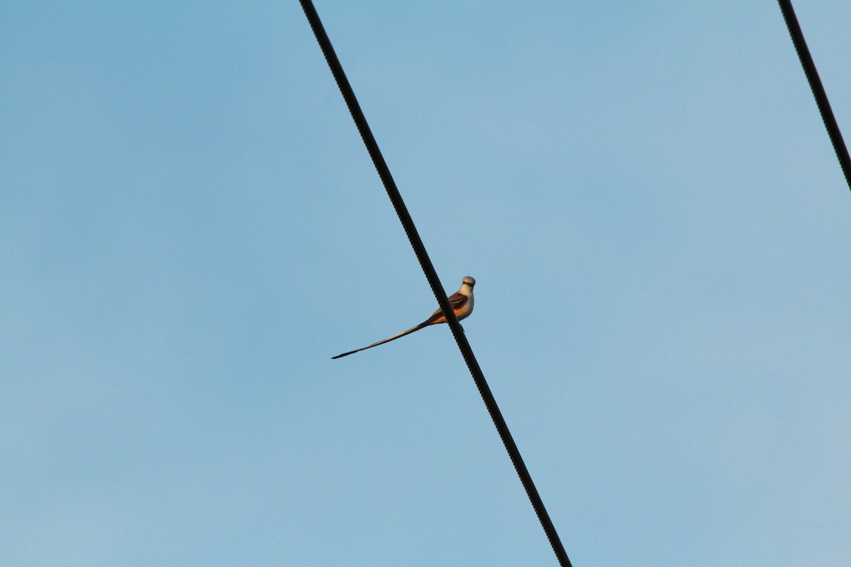 Scissor-tailed Flycatcher - ML613192131