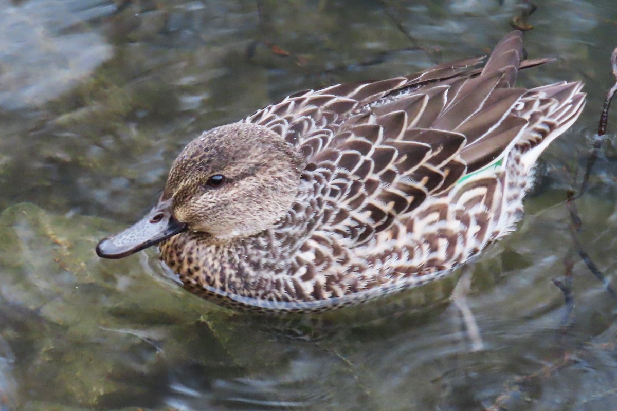 Green-winged Teal - ML613192337