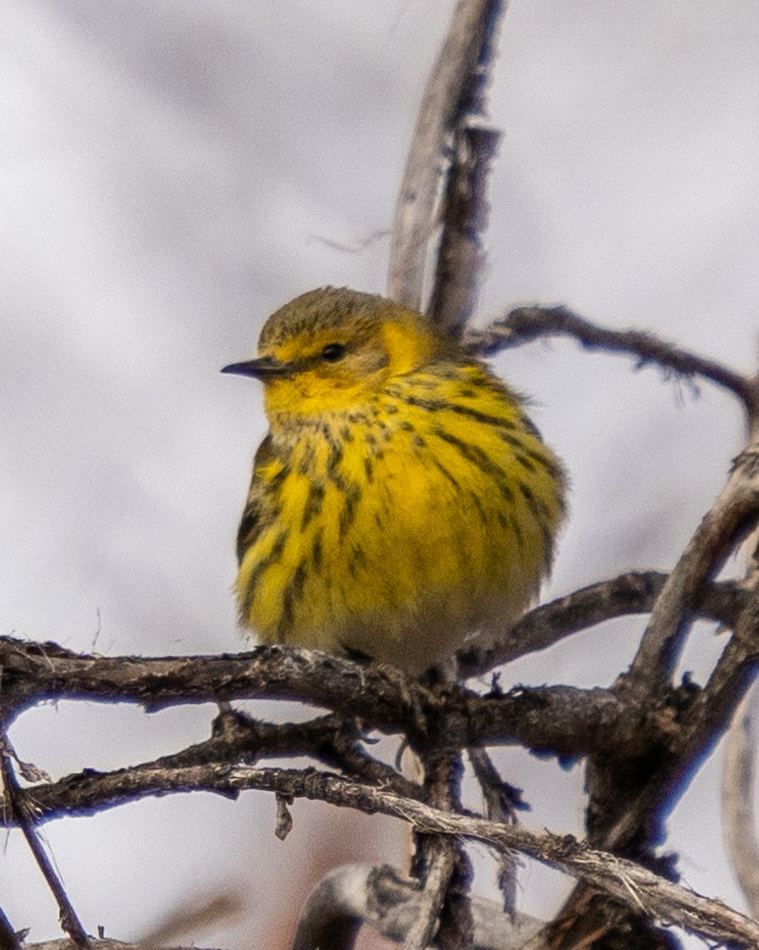 Cape May Warbler - ML613192356