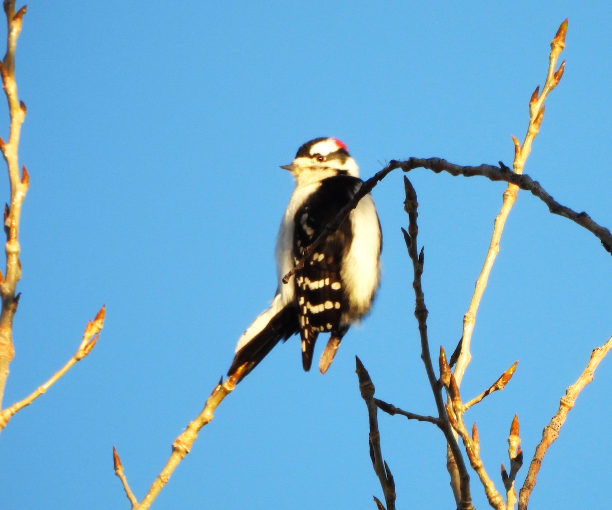 Downy Woodpecker - ML613192362