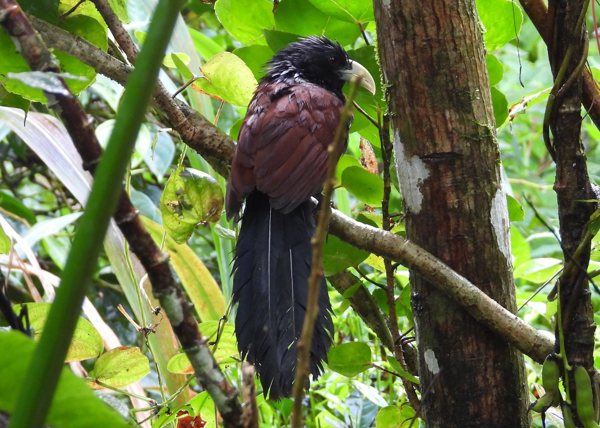 Green-billed Coucal - ML613192784