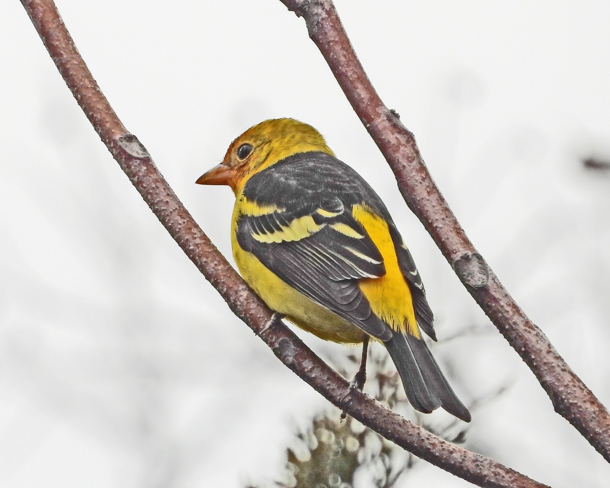 Western Tanager - ML613192940
