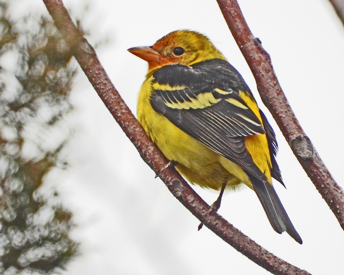 Western Tanager - ML613192989