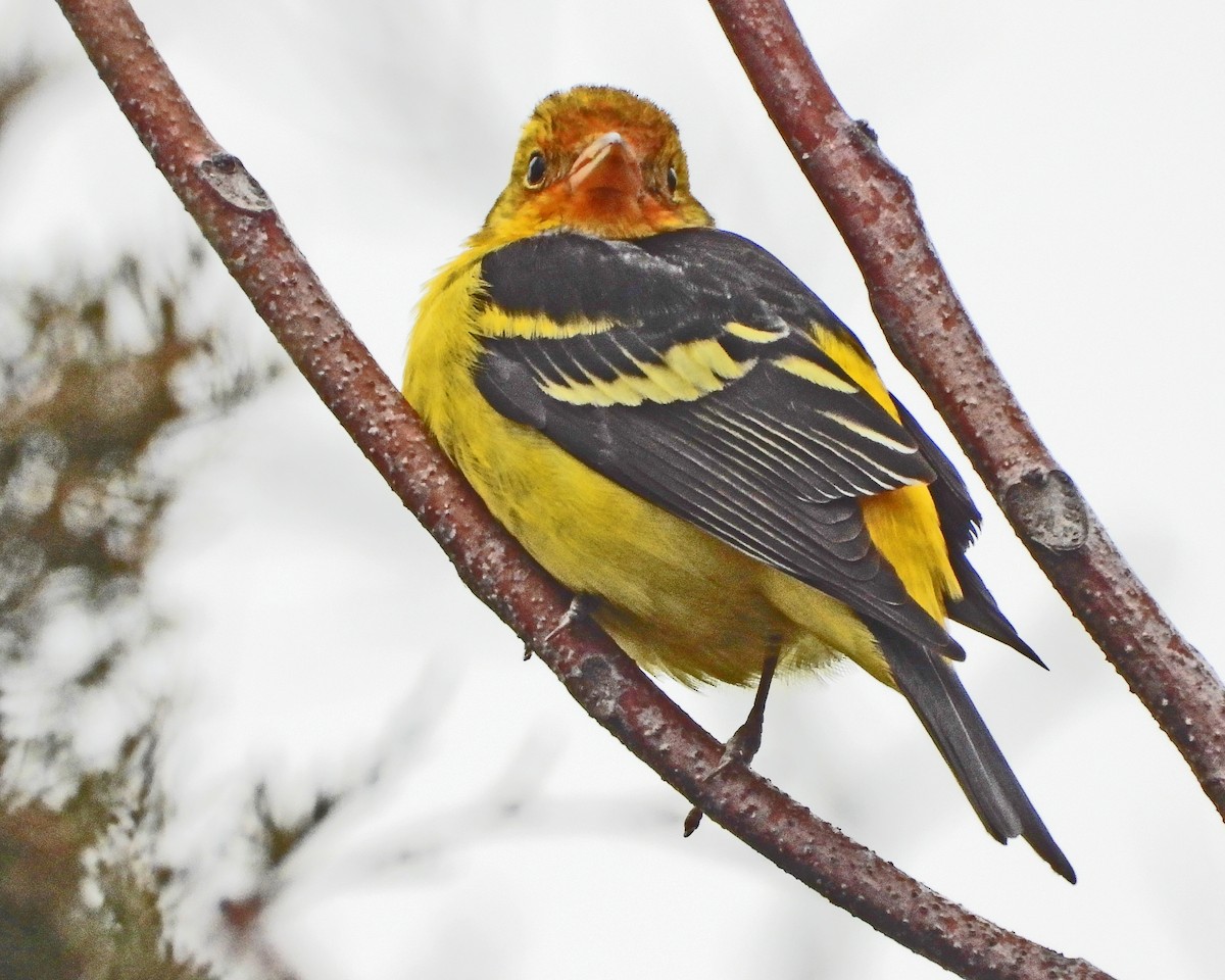 Western Tanager - ML613193047