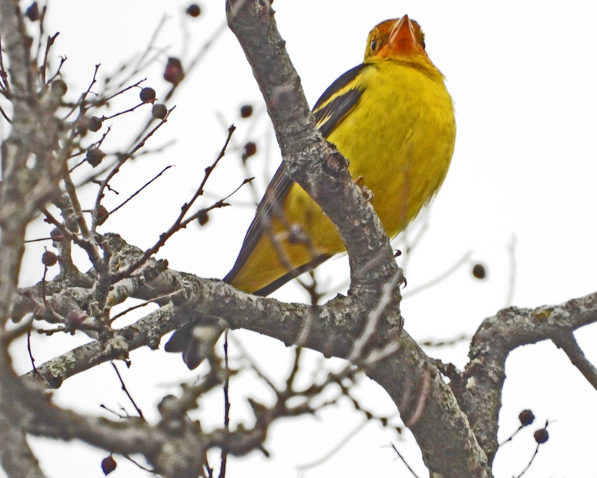 Western Tanager - ML613193110