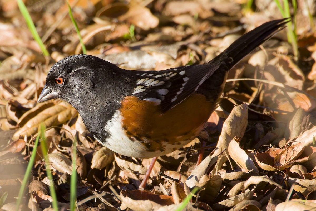 Spotted Towhee - ML613193153