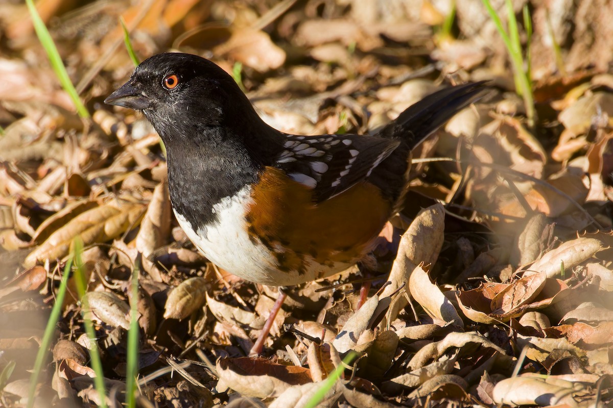Spotted Towhee - ML613193154