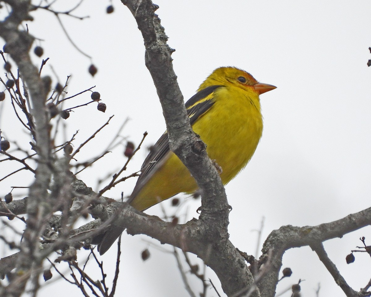 Western Tanager - ML613193159