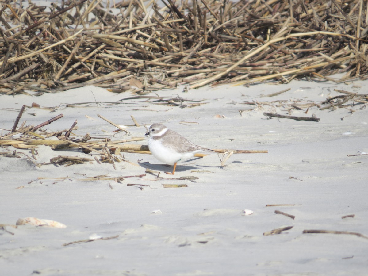 Piping Plover - ML613193190