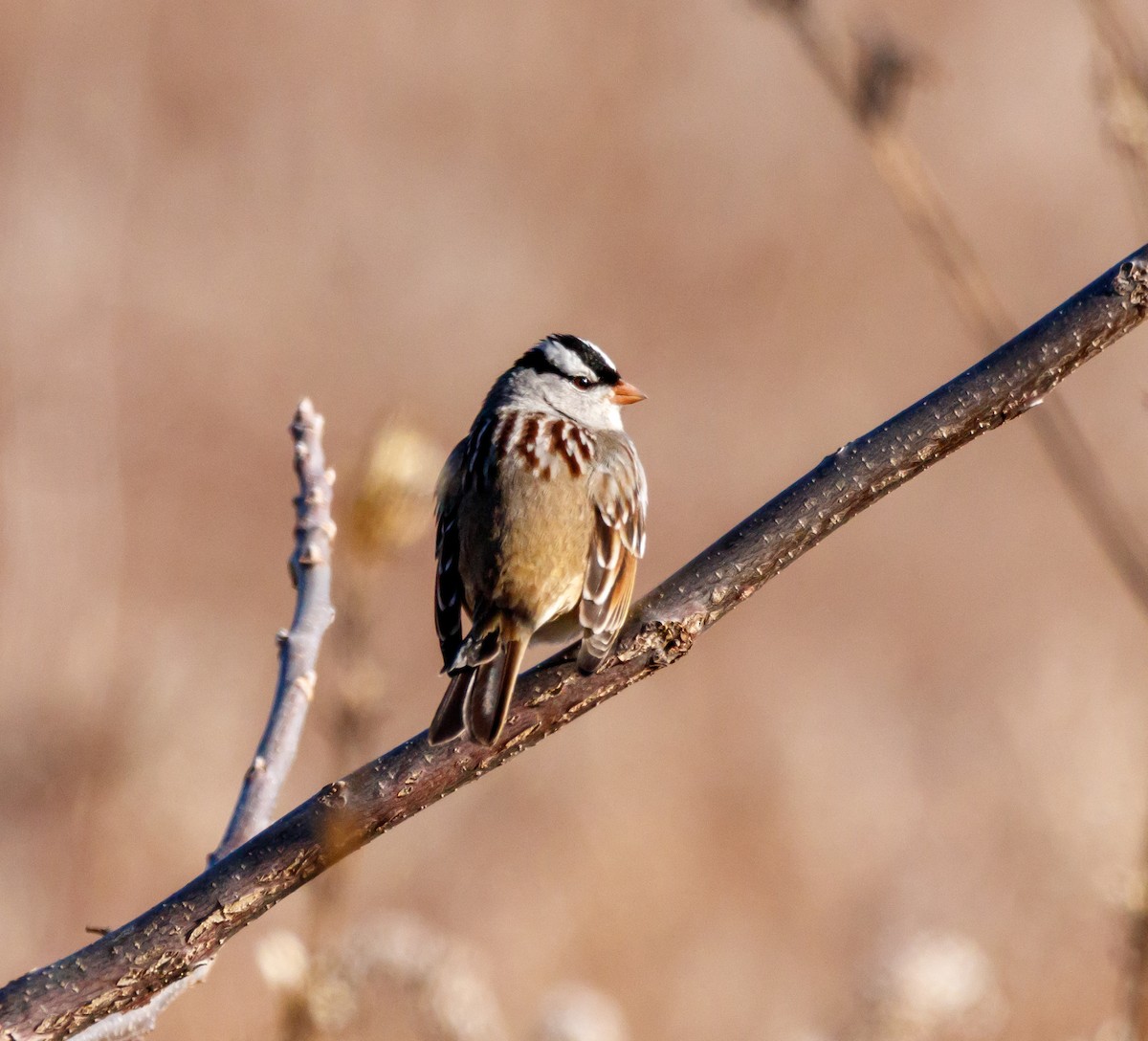 White-crowned Sparrow - ML613193202