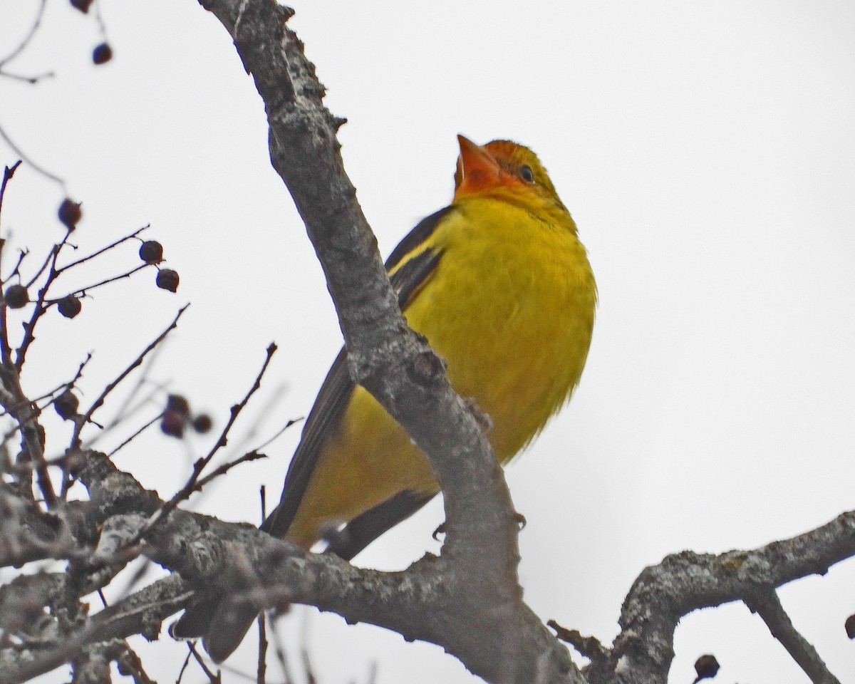 Western Tanager - ML613193213