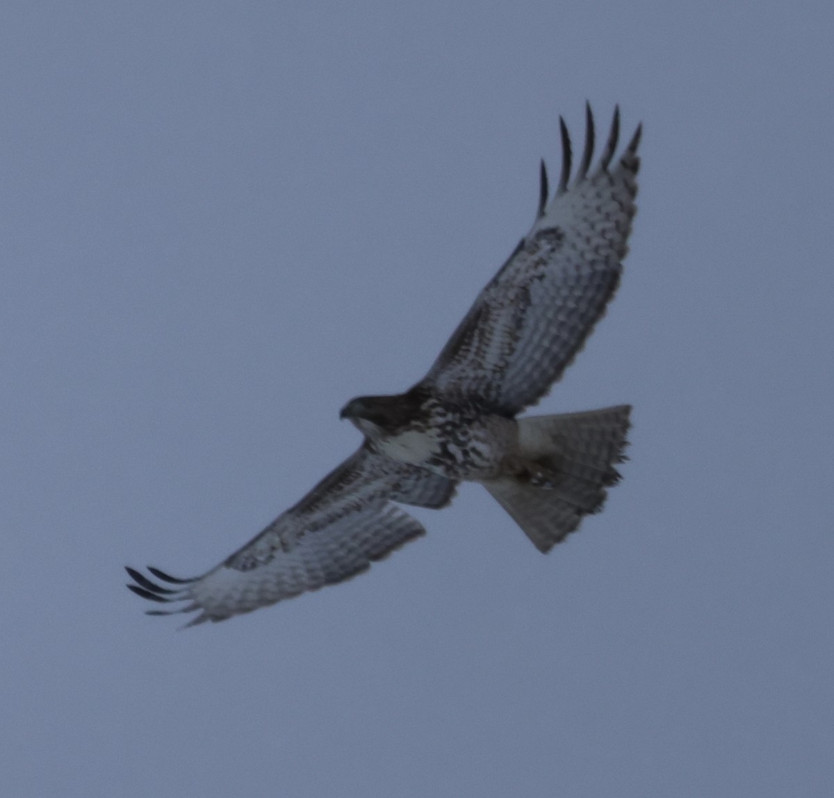 Red-tailed Hawk - Kevin Murphy