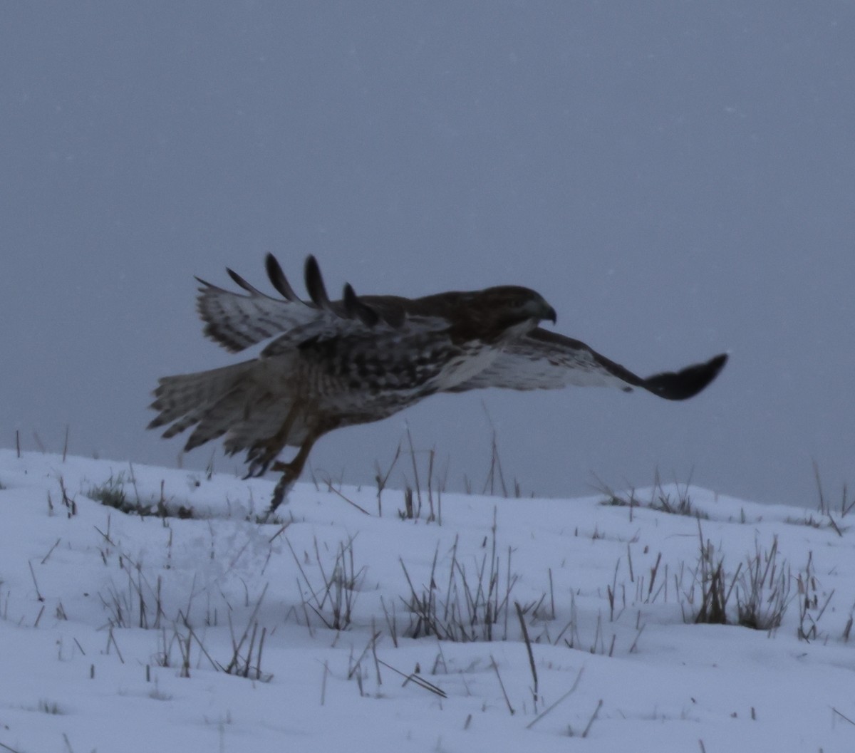 Red-tailed Hawk - ML613193217