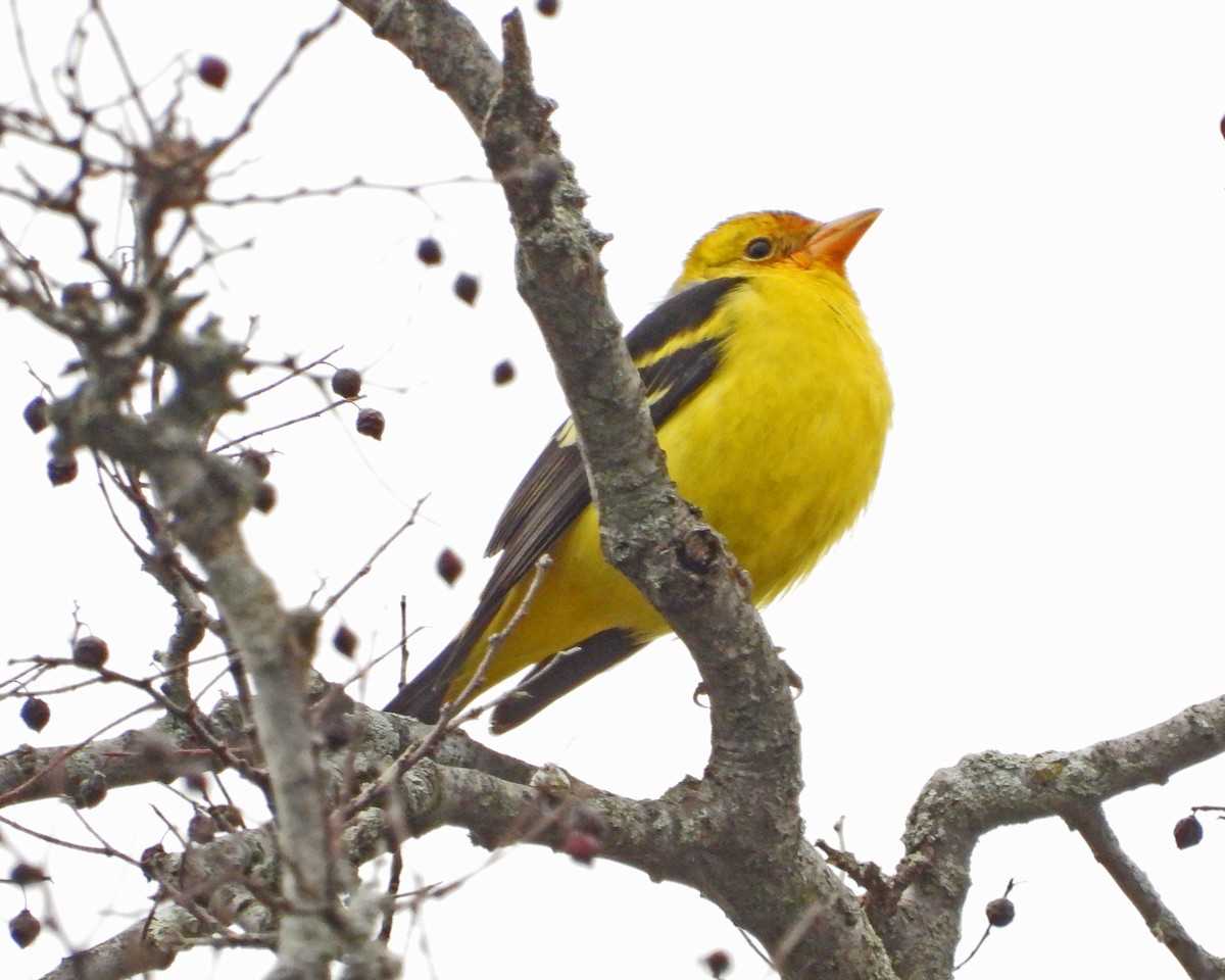 Western Tanager - ML613193278