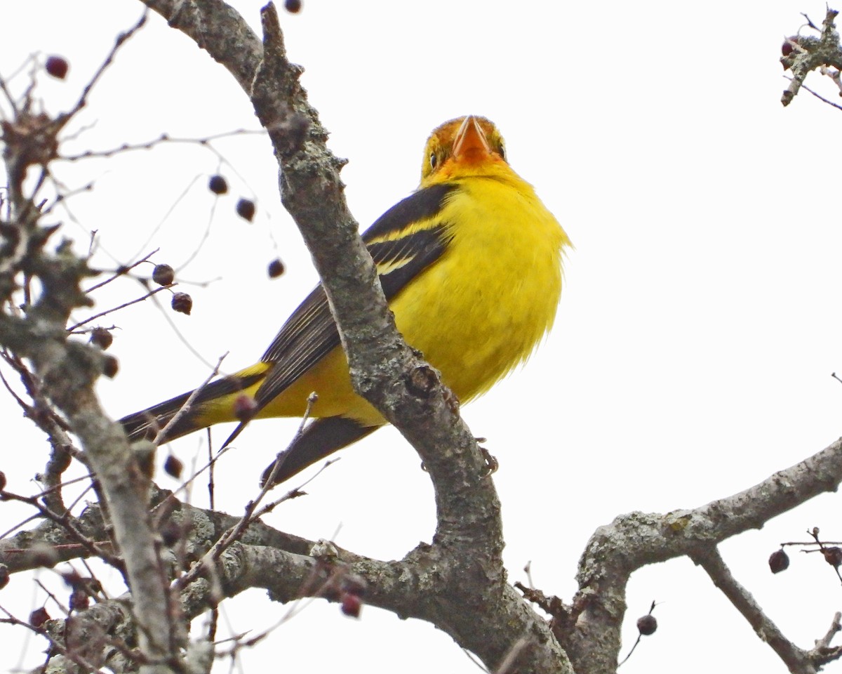 Western Tanager - ML613193312