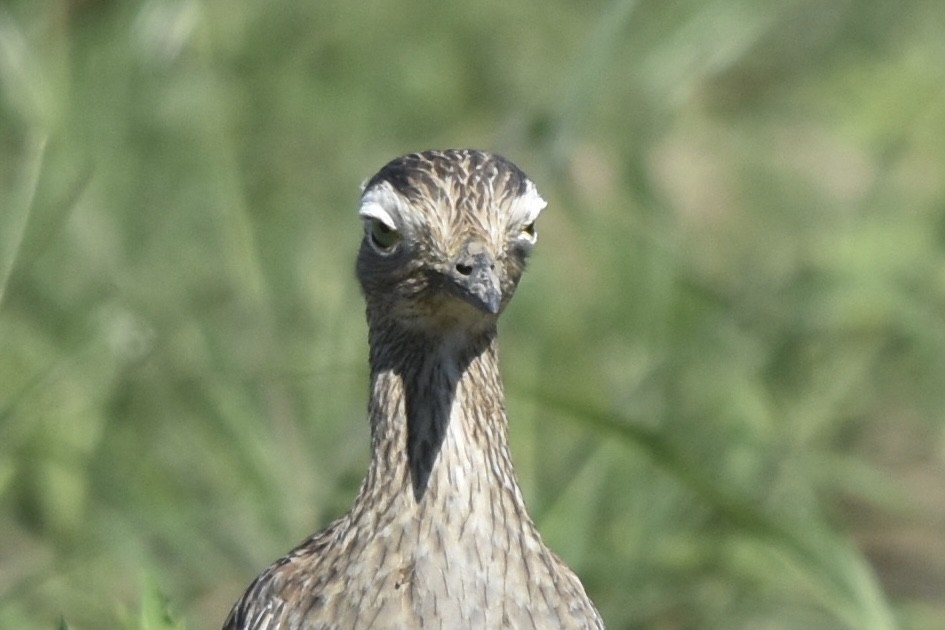 Double-striped Thick-knee - ML613193460