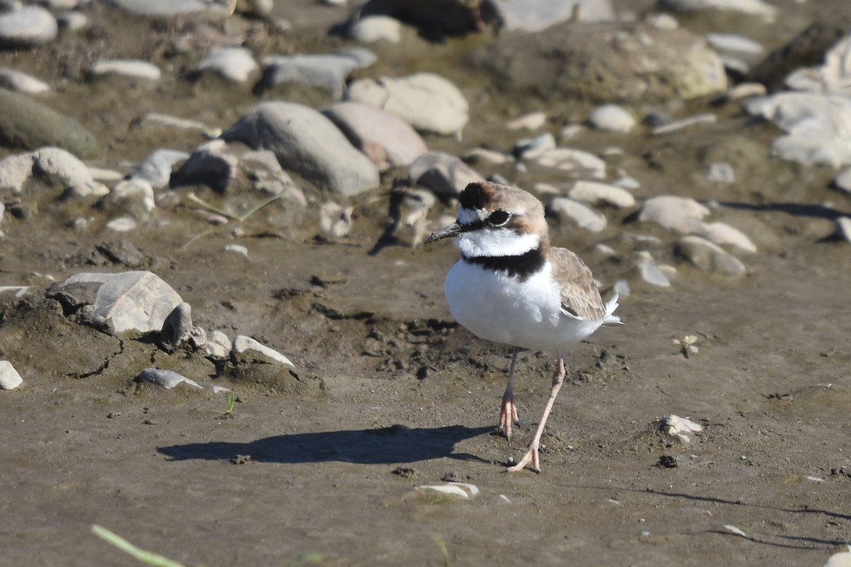 Collared Plover - ML613193482