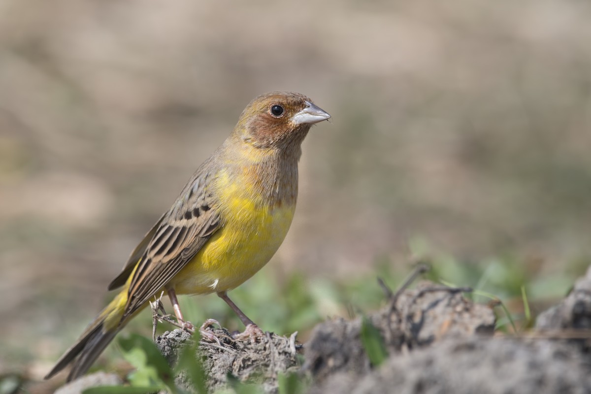 Red-headed Bunting - ML613193668