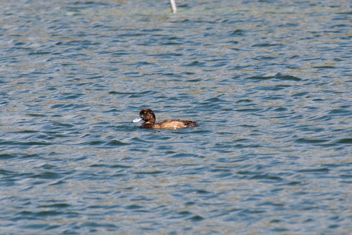 Greater Scaup - ML613194332
