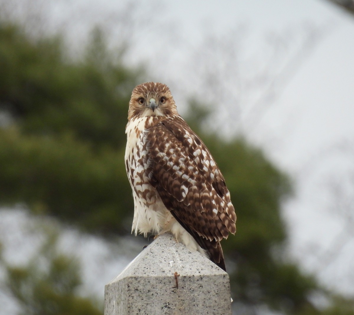 Mass Audubon EBird Checklist 6 Jan 2024 Mount Hope Cemetery Boston