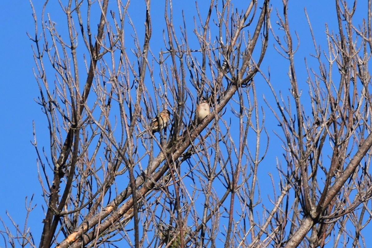 American Tree Sparrow - ML613194403