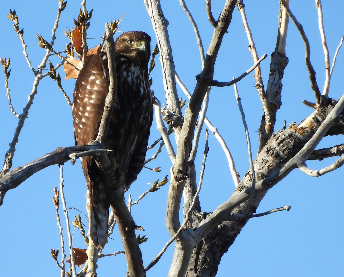 Red-tailed Hawk (Harlan's) - ML613194426