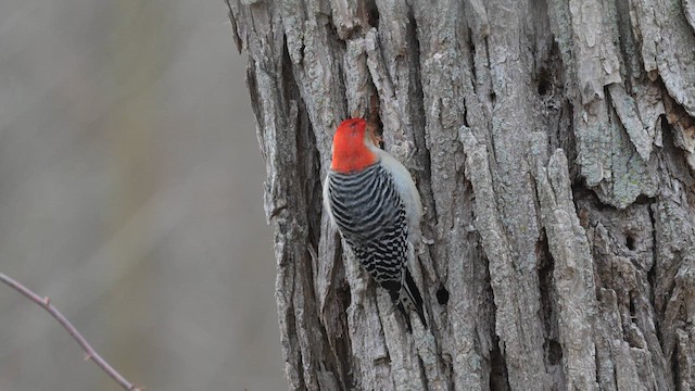 Red-bellied Woodpecker - ML613194441