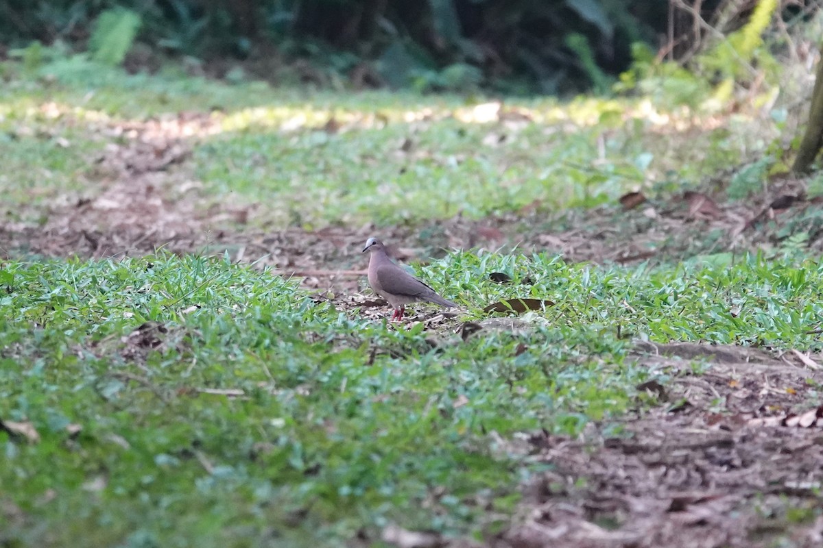 Gray-fronted Dove - ML613194814