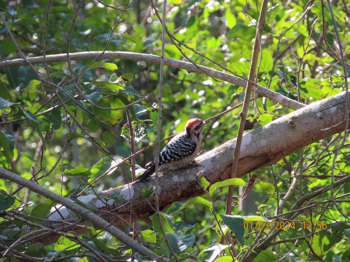 Ladder-backed Woodpecker - ML613195024