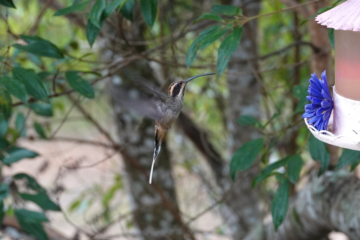 Scale-throated Hermit - ML613195098