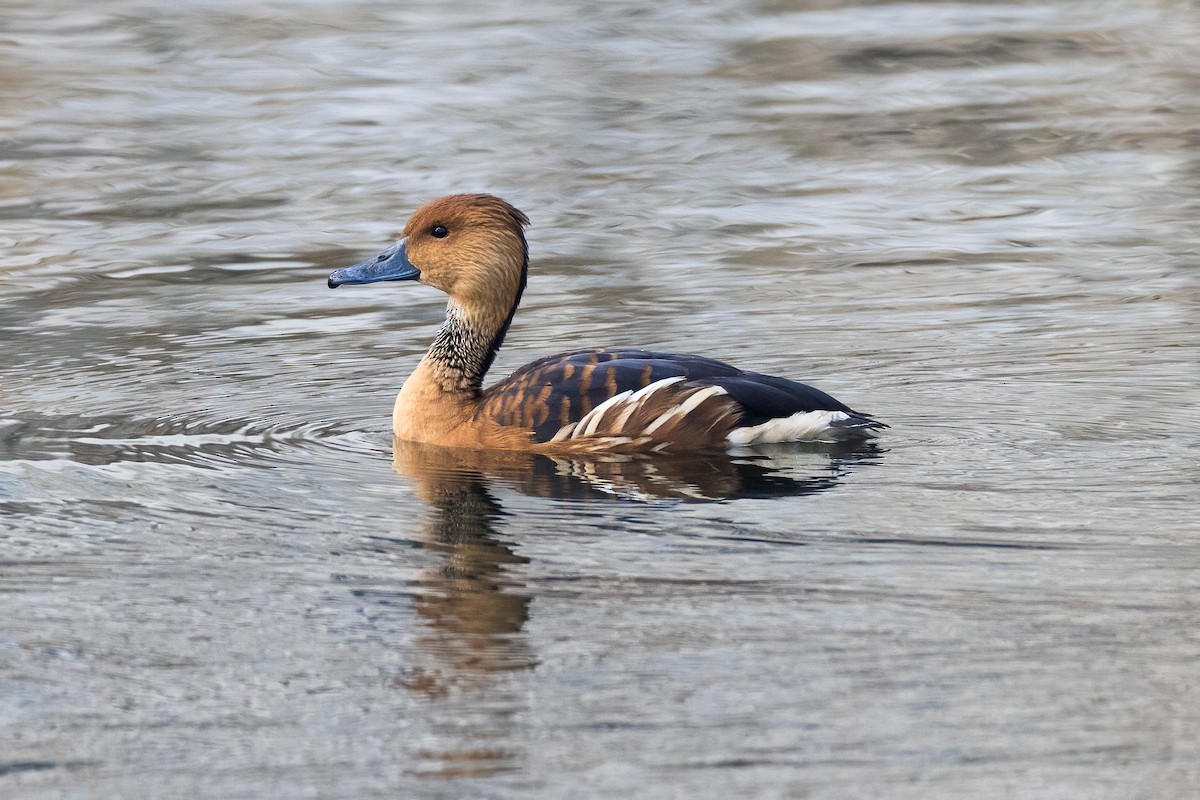 Fulvous Whistling-Duck - ML613195146
