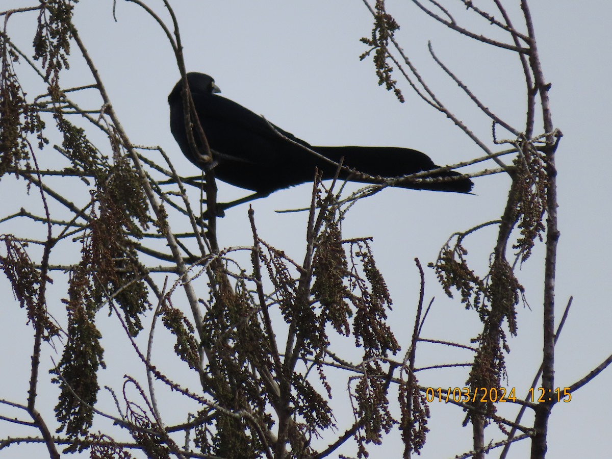 Great-tailed Grackle - ML613195314