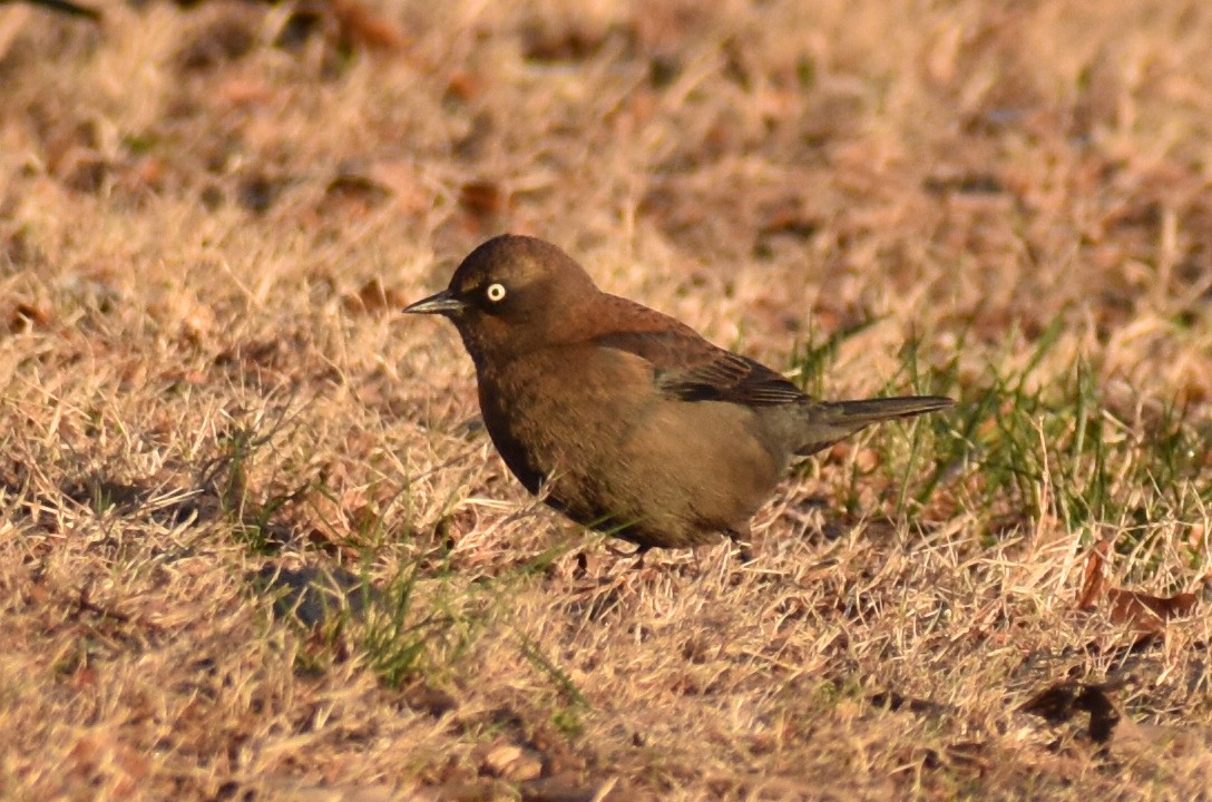 Rusty Blackbird - ML613195518