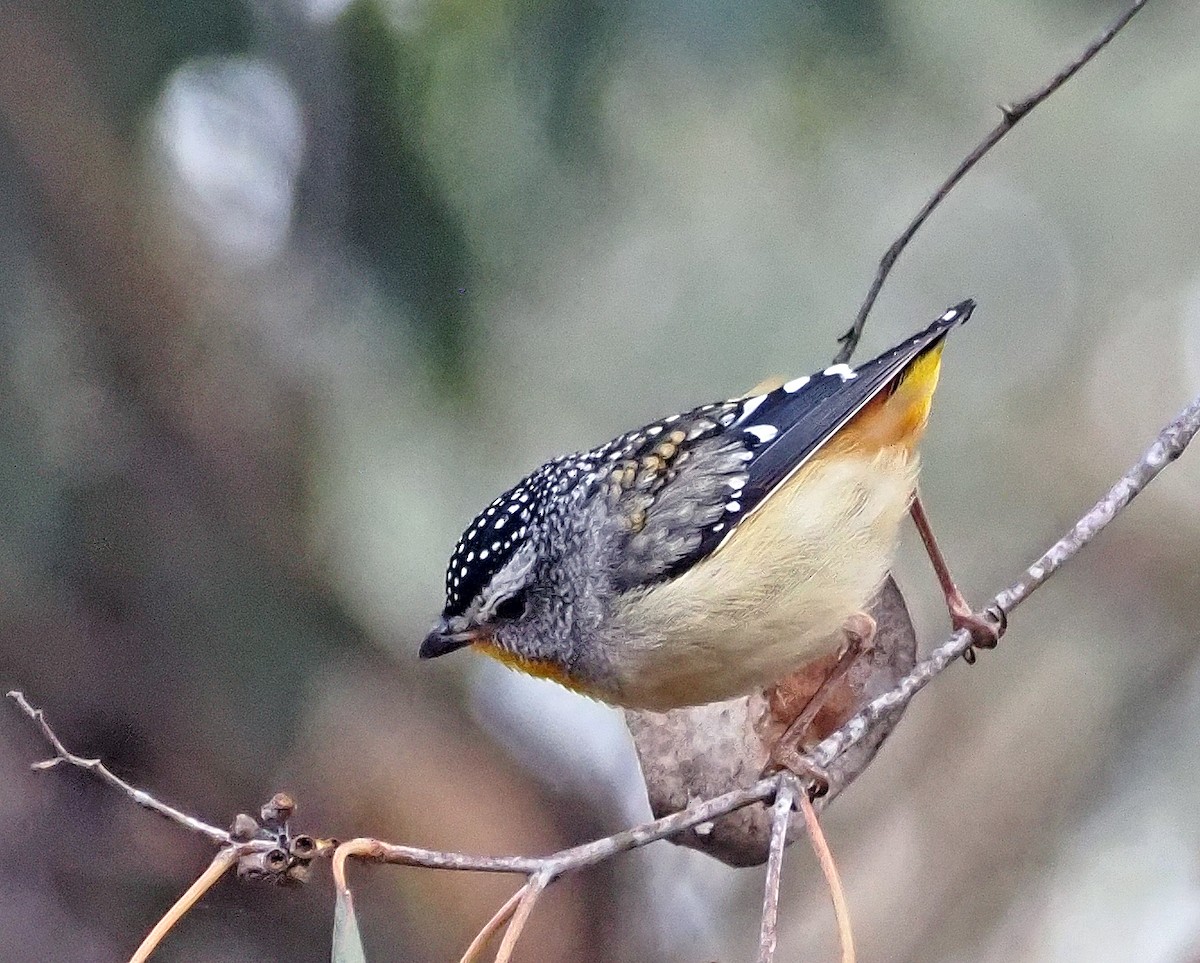 Spotted Pardalote - ML613195739